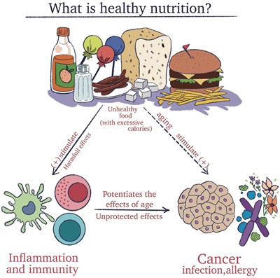 The relationship between nutrition and the immune system